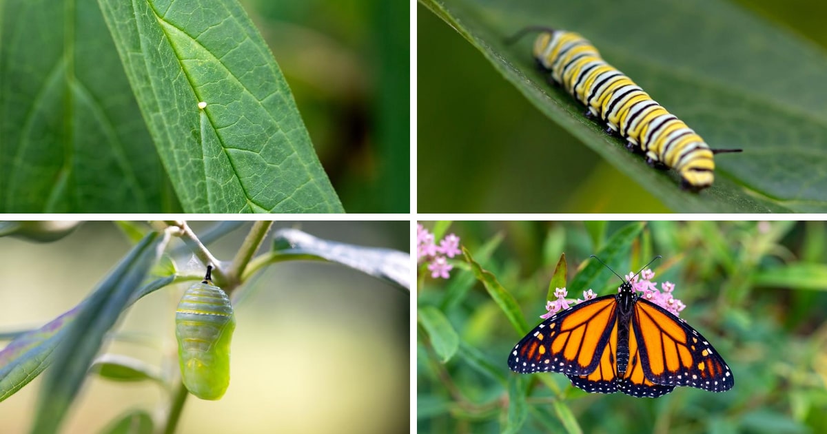 Monarch Butterfly Life Cycle | Fireflies And Mud Pies