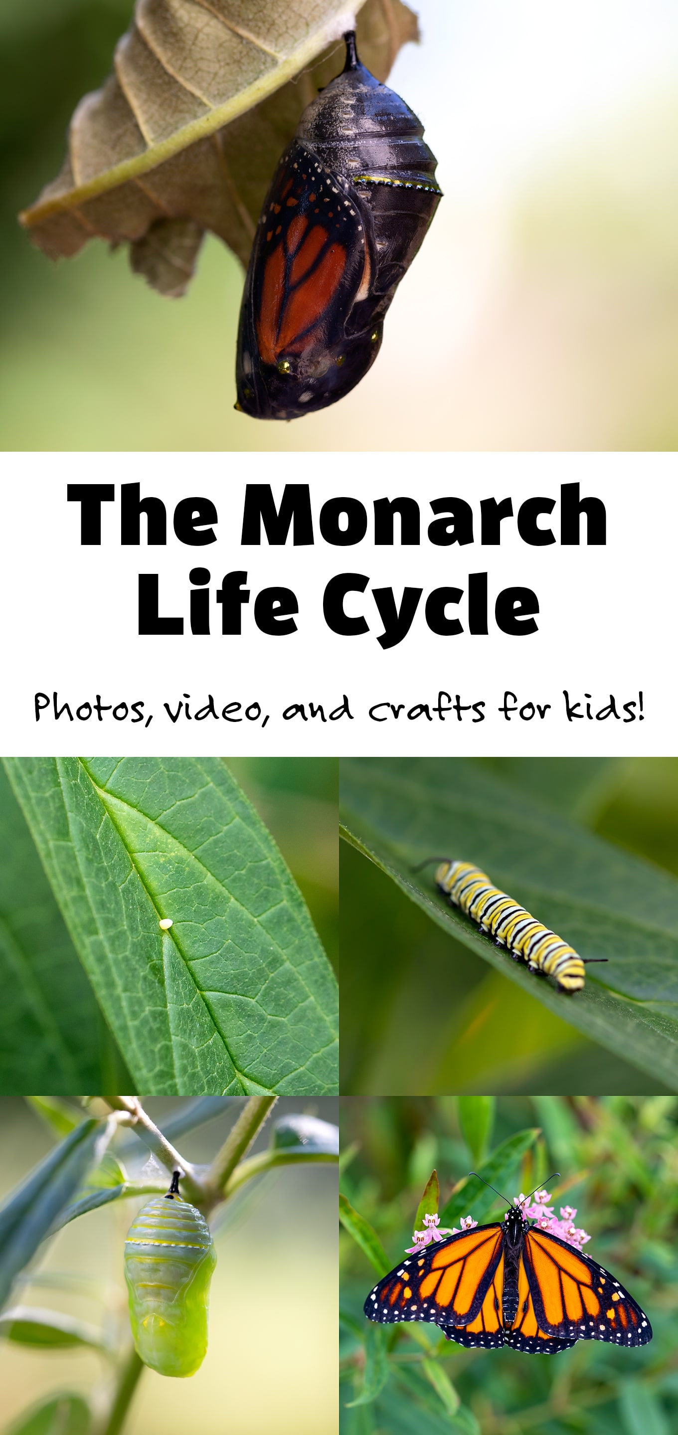 monarch-butterfly-life-cycle-fireflies-and-mud-pies