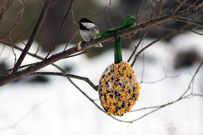 Diy Winter Bird Feeders Fireflies And Mud Pies