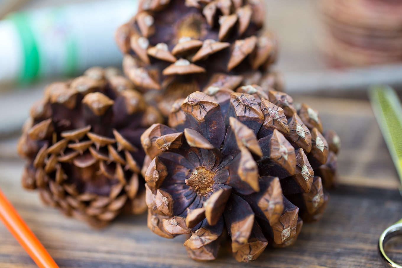 Pine Cones for Nature Craft